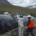 Polyken geotextil tejido polipropileno caucho butilo cinta anti-corrosión